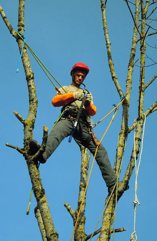 contact acrotaille, taille arbres