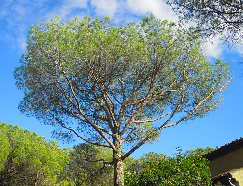 Soin arbre après taille