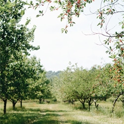 Taille des arbres fruitiers