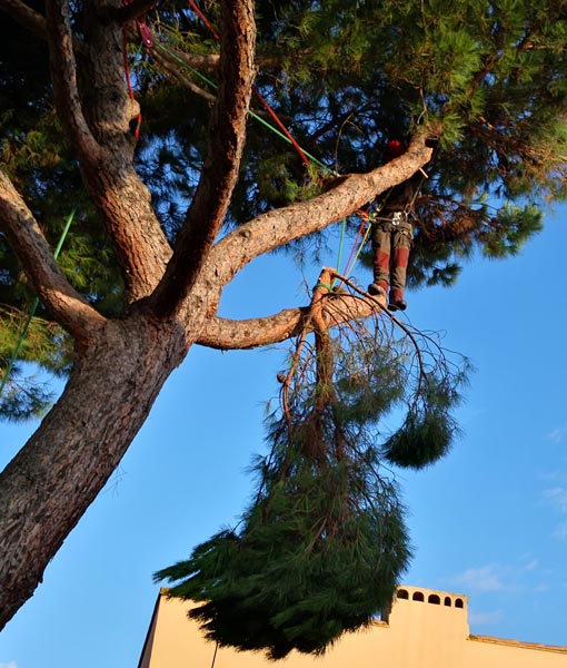 élagage arbres caunes-minervois