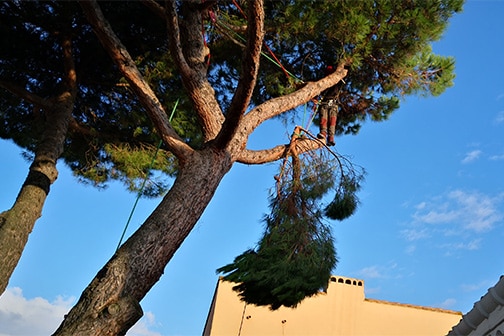 élaguer un arbre acrotaille