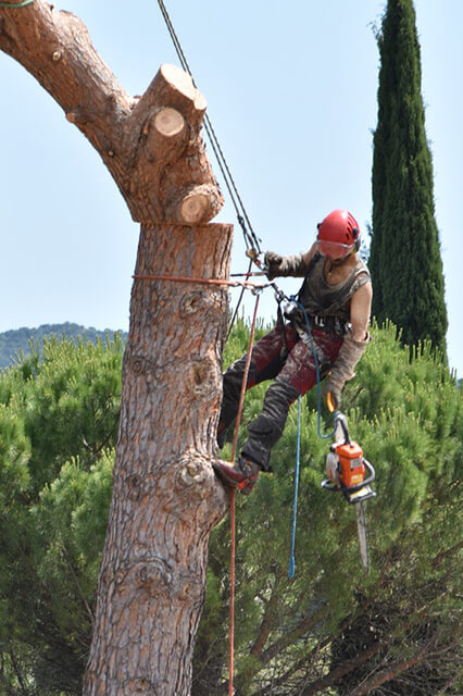 Acrotaille - Elagueur grimpeur & soins des arbres dans l'Aude