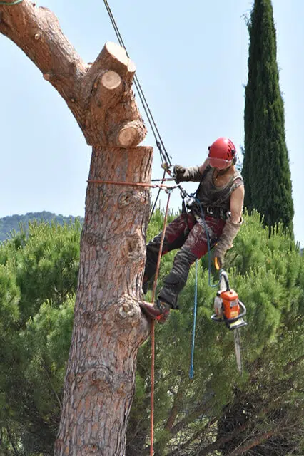 acrotaille-elagage acrotaille-elagage