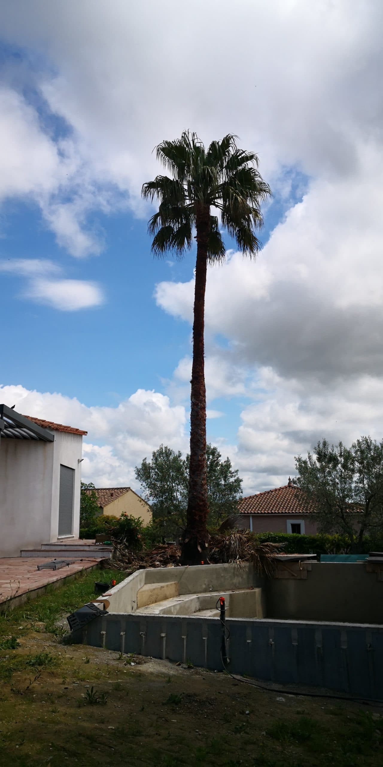 Elagage Washingtonia 