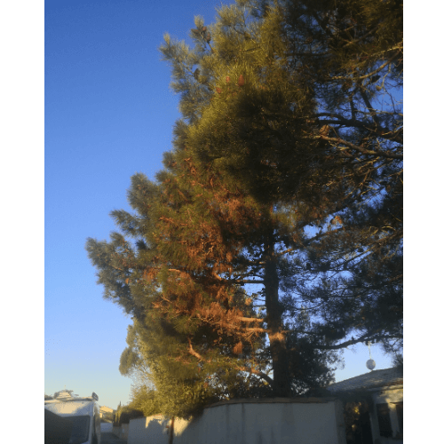 abattage arbre professionnel aude