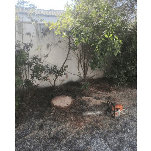 coupe tronc arbre