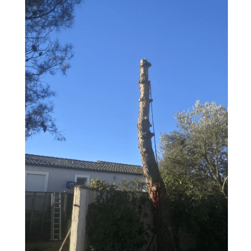 étape abattage arbre aude