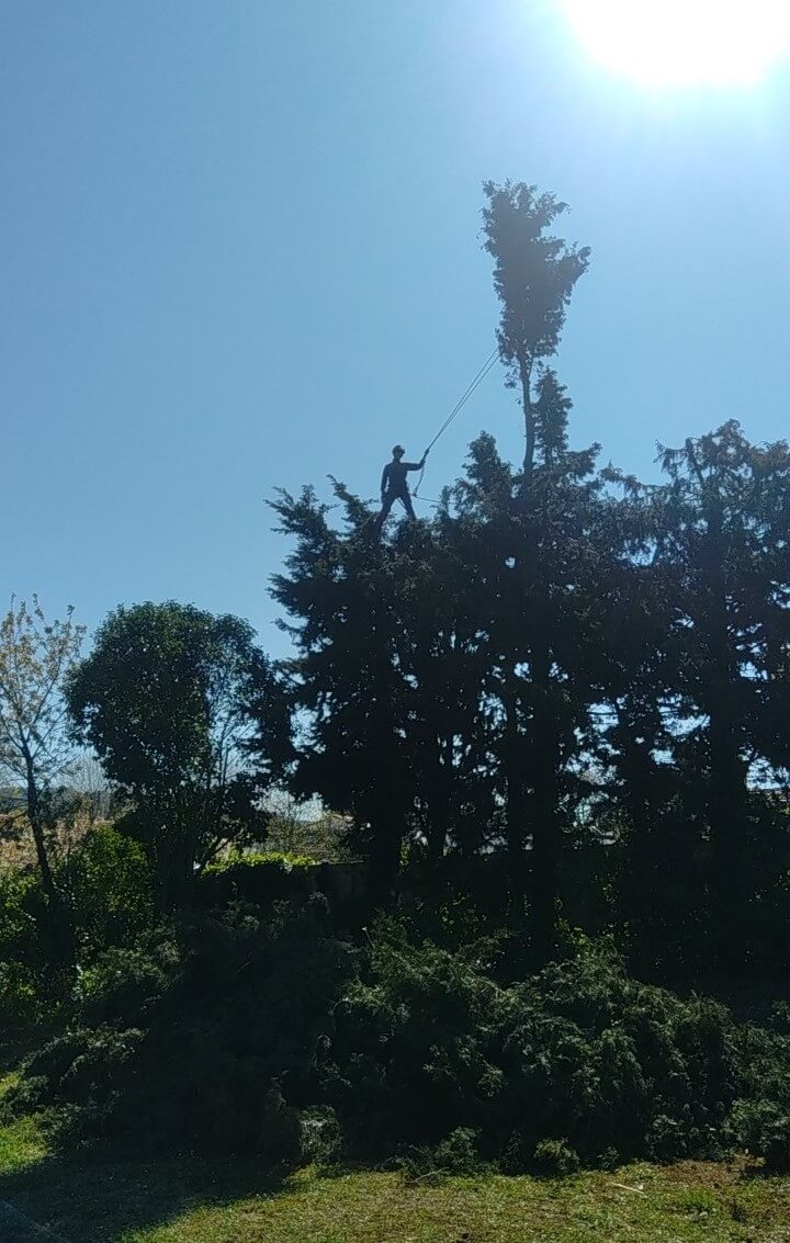 Taille de haie haute taille de haie haute