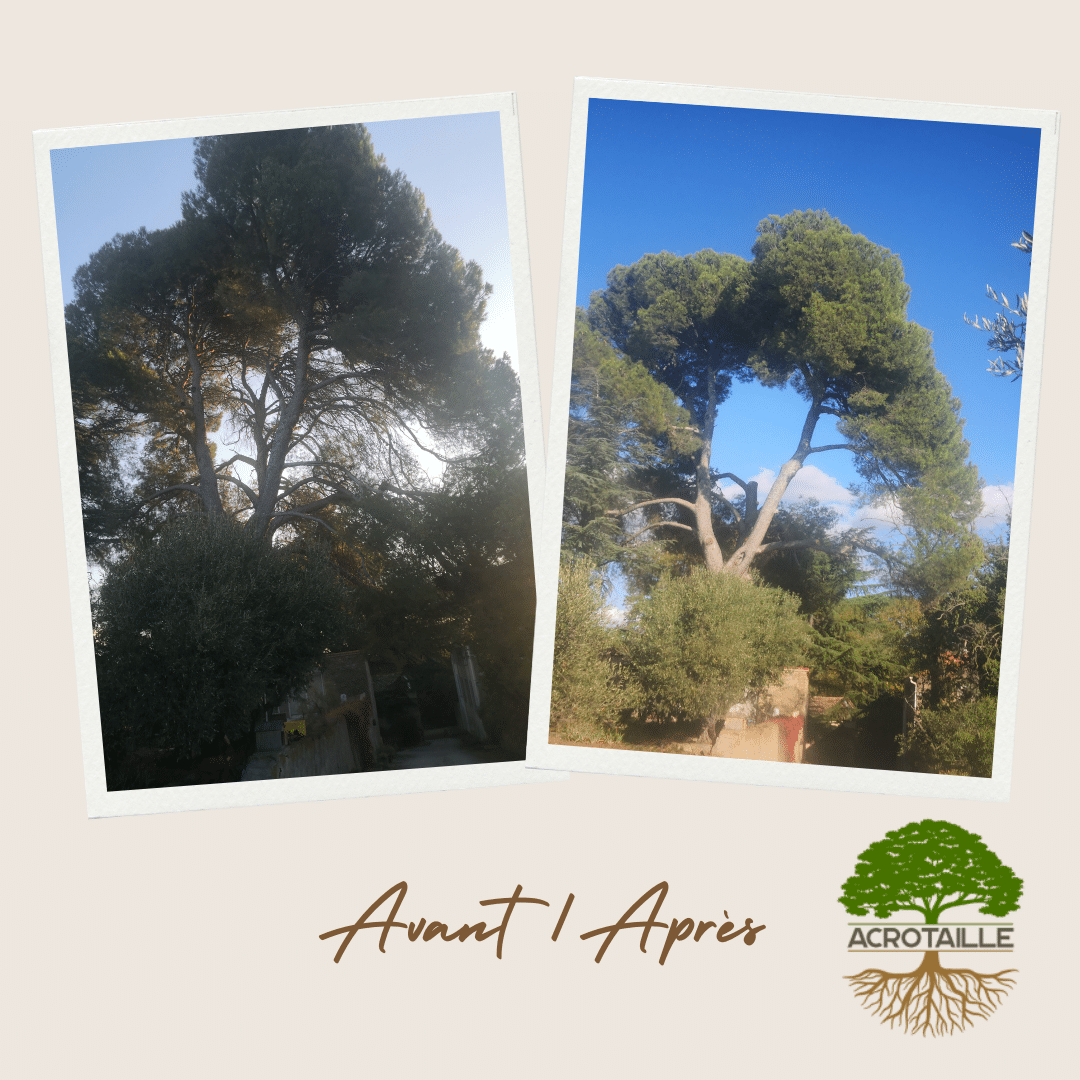Avant Après avant après soin des arbres